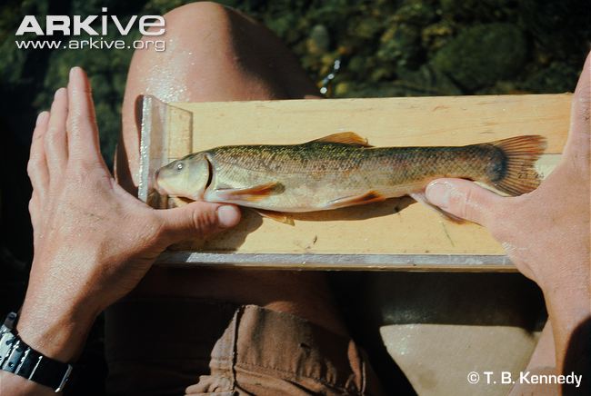 (Catostomus Lesueur, 1817) Род Катостомусы, Катостомы, Чукучаны